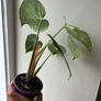 Monstera Thai Constellation Image 3