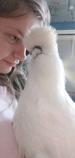 Silkie Bantam Hatching Eggs