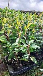 Portuguese Laurel Hedging