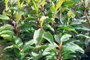 Portuguese Laurel Hedging