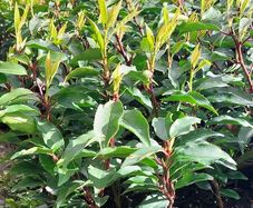 Portuguese Laurel Hedging