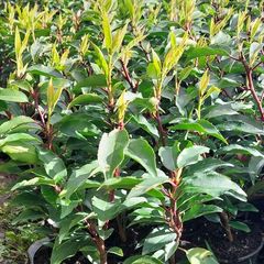 Portuguese Laurel Hedging
