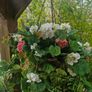 hanging Basket Image 5