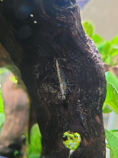 shrimp