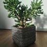 Gollum Jade succulent Image 3