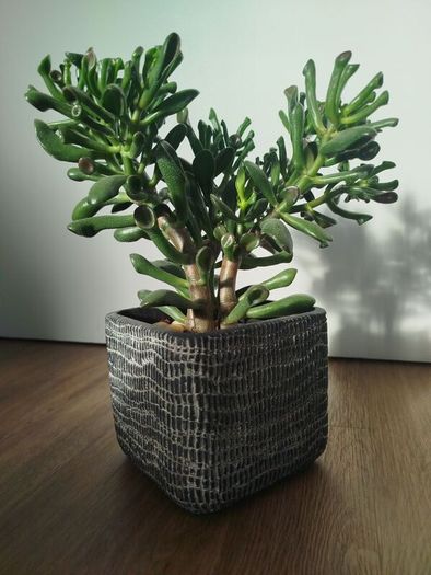 Gollum Jade succulent
