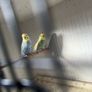 Pair of Rainbow Budgies Image 2