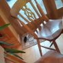 Set of Four Solid Oak Dining Chairs Image 2