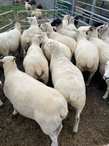 Organic sheep for Ballyjamesduff breeding sale