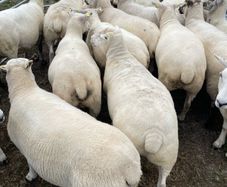 Organic sheep for Ballyjamesduff breeding sale