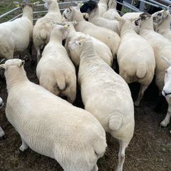 Organic sheep for Ballyjamesduff breeding sale