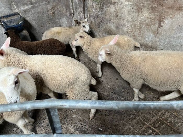 Ewe lambs