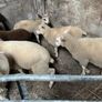 Ewe lambs Image 3