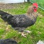 Olive Egger Rooster & Black Pekins Image 3