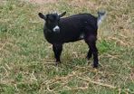 Purebred Female Pygmy Kid