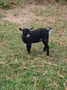 Purebred Female Pygmy Kid