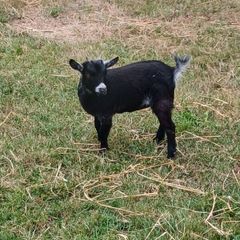 Purebred Female Pygmy Kid