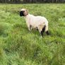 Pb reg valais blacknose ram Image 4