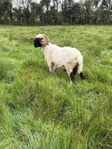 Pb reg valais blacknose ram