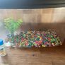 fish tank Image 2