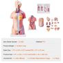 Human Body Model, 23 Parts 18 inch, Human Torso Anatomy Model Unisex Anatomical Skeleton Model with Removable Organs, Educational Teaching Tool for Students Science Learning Education Display Image 4