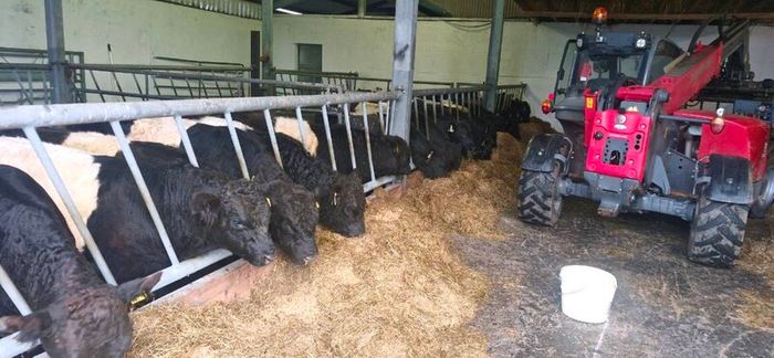 Weanlings