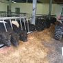 Weanlings Image 6