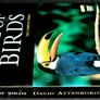 David Attenborough: The Life Of Birds - The Complete Series DVD (2012) Image 3