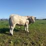 PBR Charolais bulls Image 7
