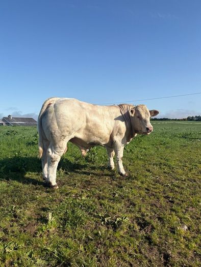 PBR Charolais bulls