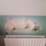 Canvas Image 2