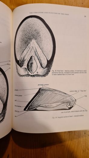 Farriery. A Complete Illustrated Guide. By John Hickman M. A. F. R. C. V. S. Large Volume Book. Hardback With Dustjacket In Very Good Condition.