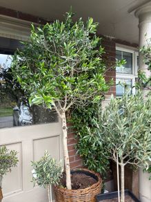 Extra large approx 200cm x 110cm fruit bearing very established olive tree no pot