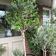 Extra large approx 200cm x 110cm fruit bearing very established olive tree no pot