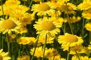 (C) Dyer's Chamomile Seeds 1g (189002)