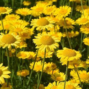 (C) Dyer's Chamomile Seeds 1g (189002)