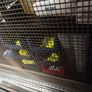 wire mesh Image 2