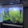 fish Image 2