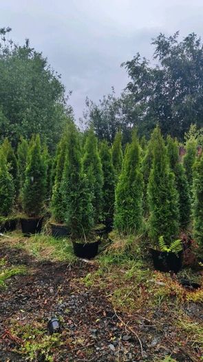 Laurel 4ft in 5 Litre Pot just 5 euro