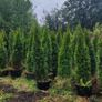 Laurel Hedging 4ft in 5 litre pot just 5 euro Image 10