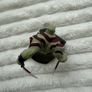 Disney Infinity Marvel Drax Used Please look at the pictures Image 9