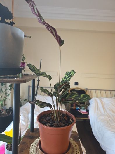 plants