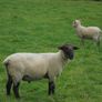Teaser Rams Image 2