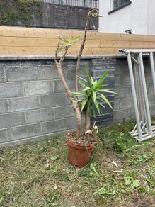 yucca tree