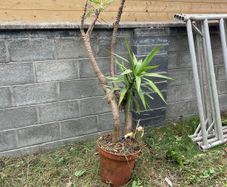 yucca tree