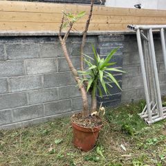 yucca tree