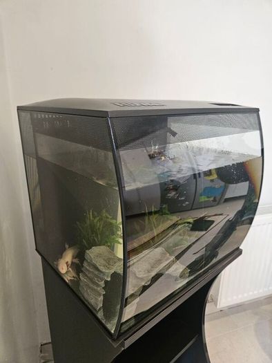 Axolotl for sale