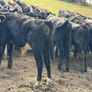 Aberdeen Angus Weanling Bulls Image 9
