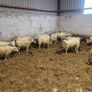 Hoggets Image 3