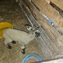 Pet lamb Image 3
